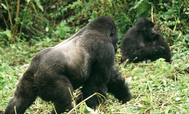 luxus-Trekkingreise Berggorillas in Ruanda