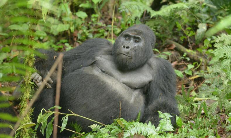 reisen uganda berggorilla rafiki