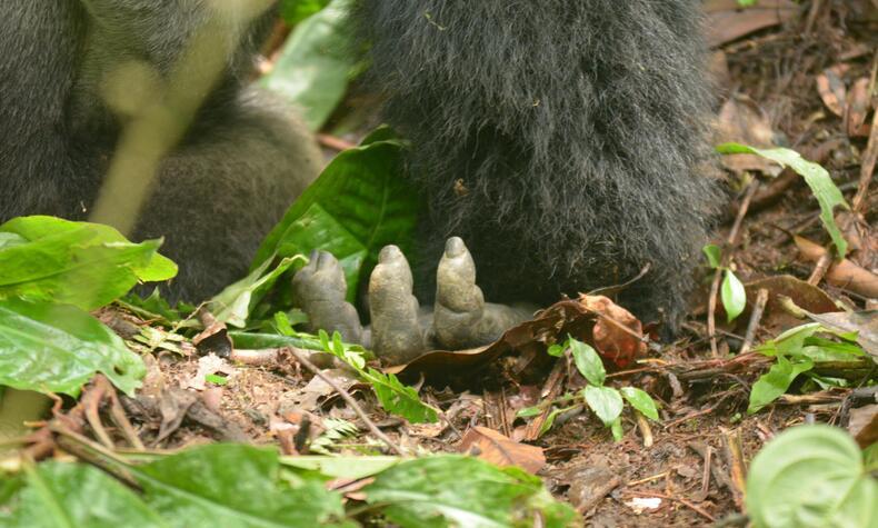 Die Lebenserwartung von Gorillas in freier Wildbahn liegt zwischen 35 und 40 Jahren. reisen uganda berggorilla rafiki