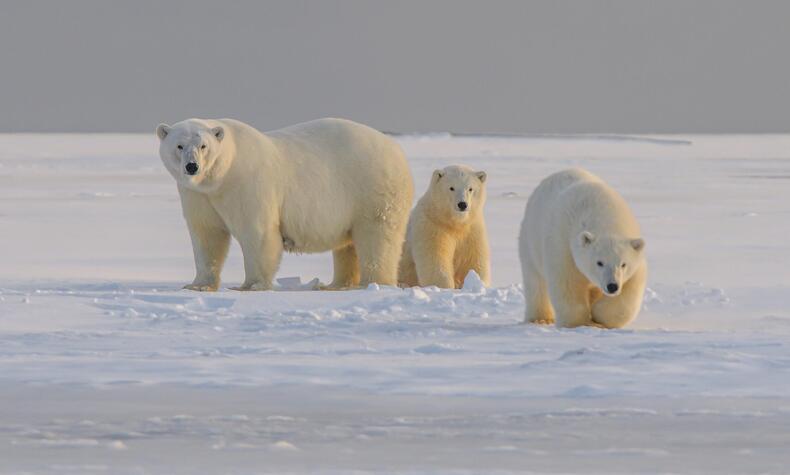 Die Natur und die Landschaften der Arktis und des Nordpols faszinieren auch heute noch Reisende und Entdecker. Foto: Hans Jurgen. eisbären Nordpol