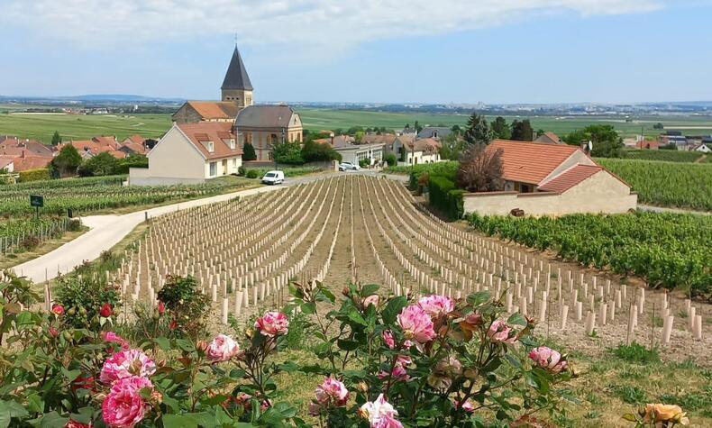 champagner