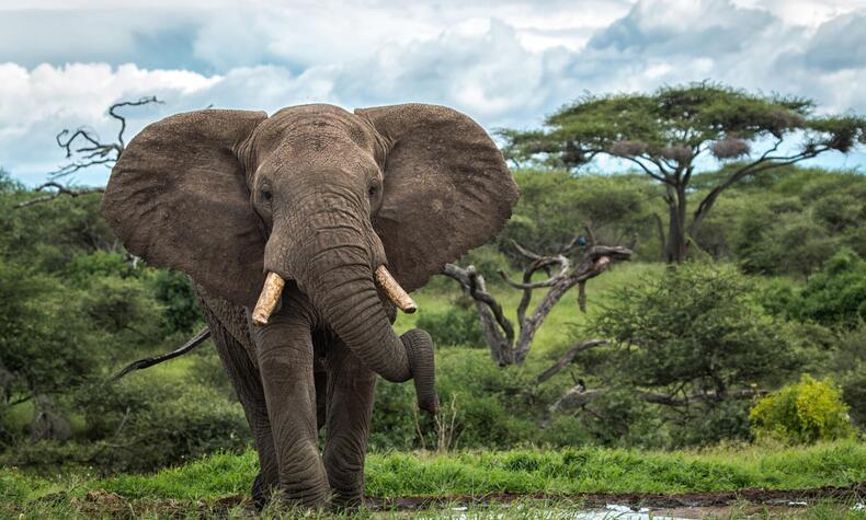 Elefant in den Chyulu Hills, Great Plains.