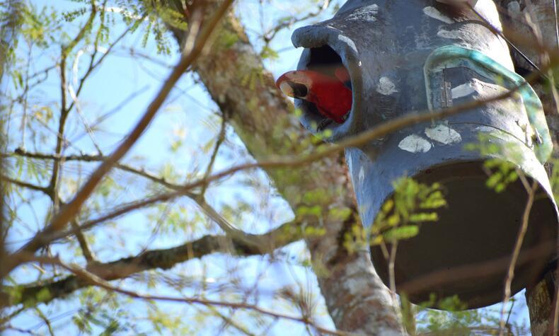Der Scharlachara nistet in hohen Baumstämmen und nutzt künstliche Nester, um seinen Fortpflanzungserfolg zu steigern. Rotrückenara-Nest