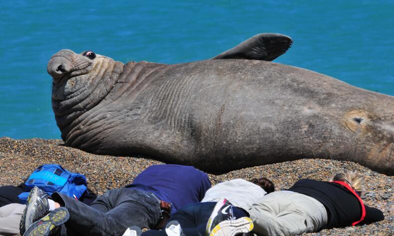 Ein südlicher Seeelefant ruht sich an einem Strand in Patagonien aus. Menschen und Tiere teilen sich seit Jahrhunderten ein Gebiet, das nie unbewohnt war.