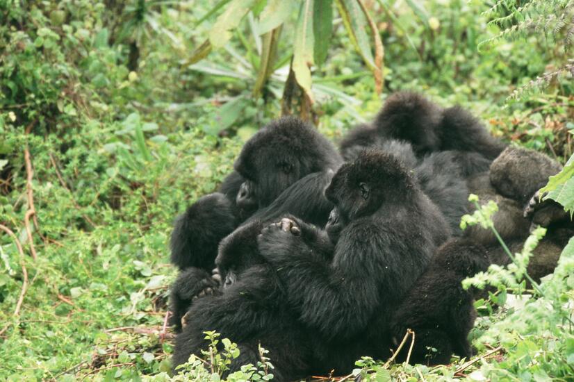 Die Erholung der Gorillapopulationen verläuft langsamer als bei anderen Arten. reisen Luxus Natur Afrika Trekking Gorillas Ruanda
