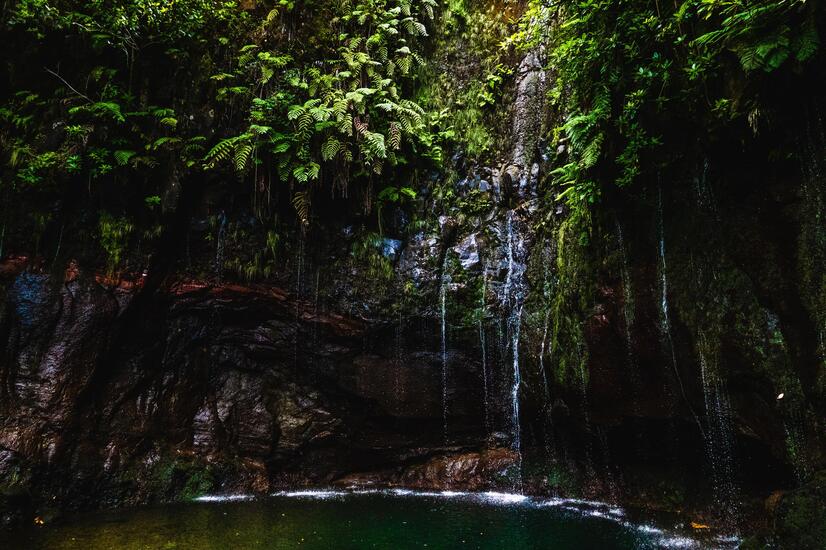 Der Lorbeerwald existiert auf der Insel seit 1,8 Millionen Jahren. luxusreise madeira laurisilva wald