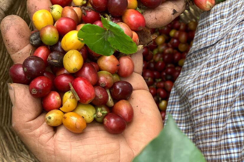 Kaffee ist eine in Afrika beheimatete Pflanze, die im 18. Jahrhundert von den Jesuiten in Kolumbien eingeführt wurde. reise in das kaffeeanbaugebiet in kolumbien