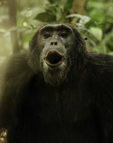 luxus-Trekkingreise Berggorillas in Ruanda