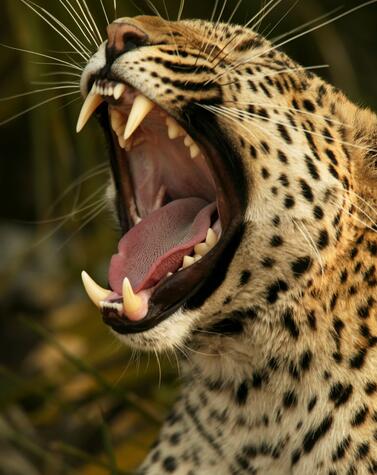 luxus-Tourismus Leoparden-Safari in Afrika