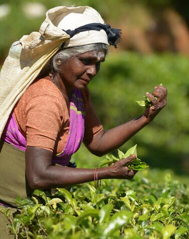 reisen luxusinsel sri lanka natur kultur teeplantagen