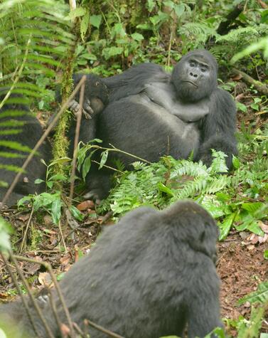 Rafiki war der Anführer der Nkuringo-Gruppe von 17 Gorillas. reisen uganda berggorilla rafiki