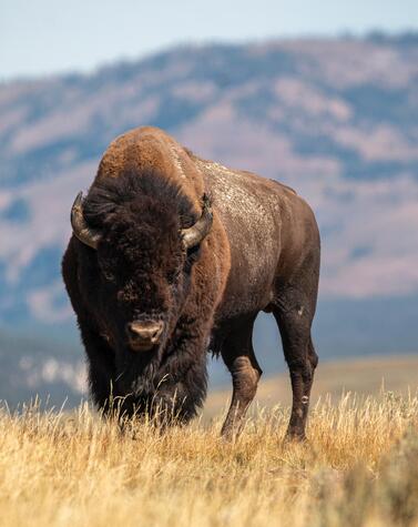 reisen nationalparks vereinigte staaten