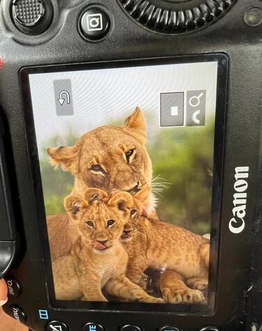 Leona mit ihren Jungtieren in Botswana. Foto von Great Plains.