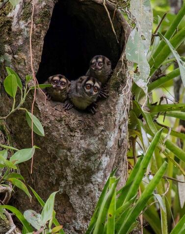 Nachtaktive Affen in Napo Fauna Napo