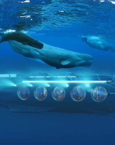 unterwasser-Safari mit Walen