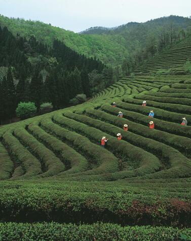 China – der Weg des Tees und des Pferdes