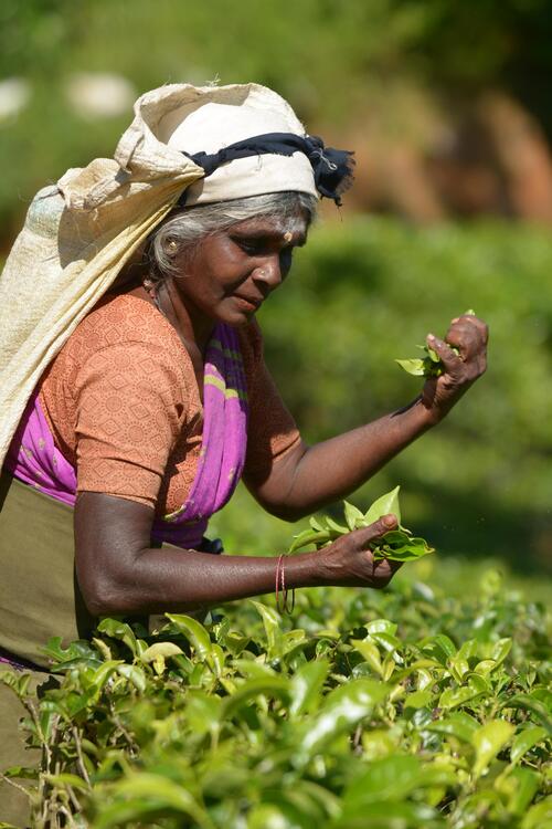Mehr als eine Million Menschen in Sri Lanka arbeiten direkt oder indirekt in der Teeindustrie. luxusreisen sri lanka teeplantage erfahrung