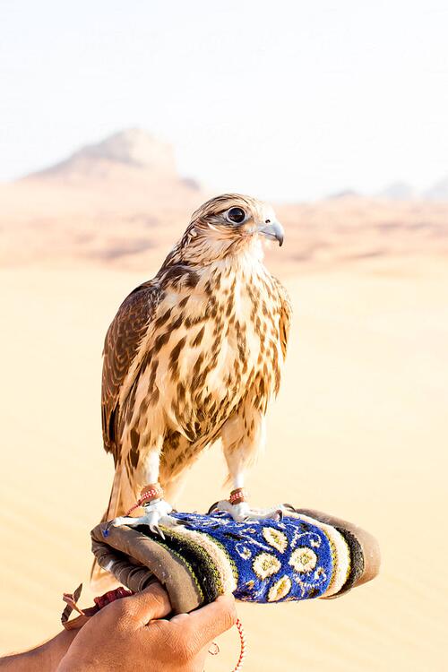 Die Beduinen praktizieren die Falknerei seit der Antike. Dubai-Wüstenfalke