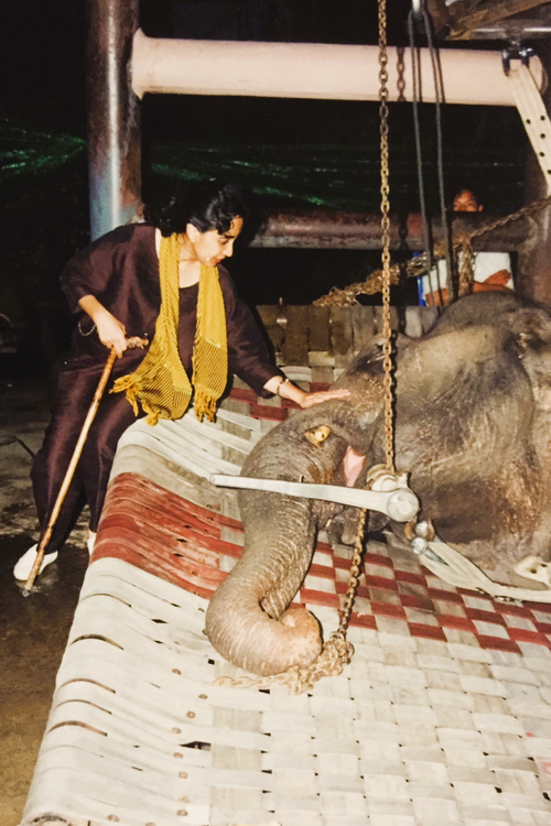 Soraida Salwala Elefantenkrankenhaus Thailand