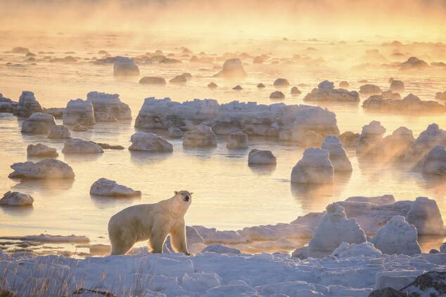 reisen Luxus abgelegene Natur Eisbär in arktischen Kanada.