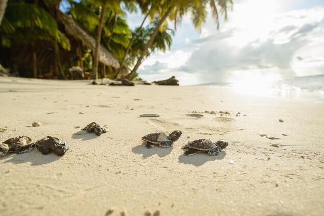 Reisen Luxus entfernt Luxus Nachhaltigkeit Inseln Strände Calala Nicaragua.