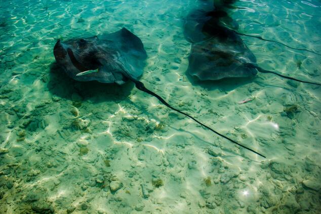 Rochen sind Fleischfresser, die sich von kleinen wirbellosen Tieren, insbesondere Weichtieren, ernähren. romantisch luxusreisen abgelegene inseln französisch polynesien