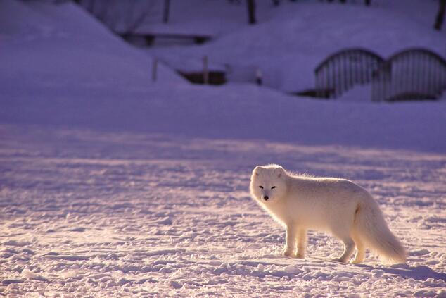 reisen Luxus abgelegene Natur Polarfuchs in arktischen Kanada.