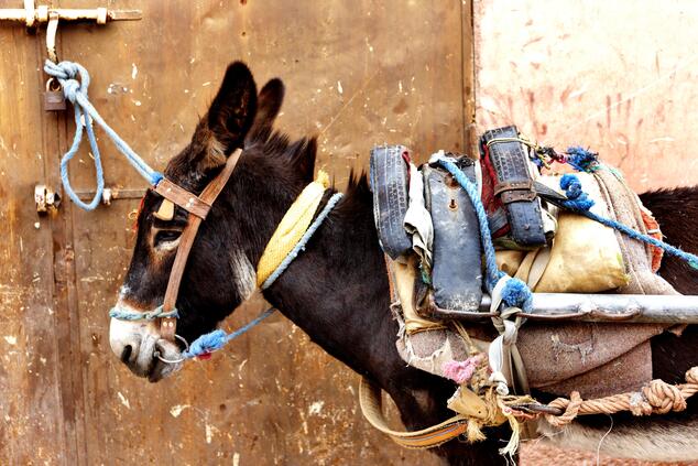der Esel in der Medina von Marrakesch