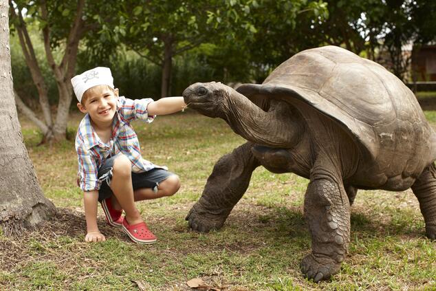 Aus einer Population von 150 Aldabra-Riesenschildkröten vor etwa 25 Jahren entstanden, gibt es heute mehr als 3.000 Aldabra-Riesenschildkröten. fregate island seychellen schildkrötenland
