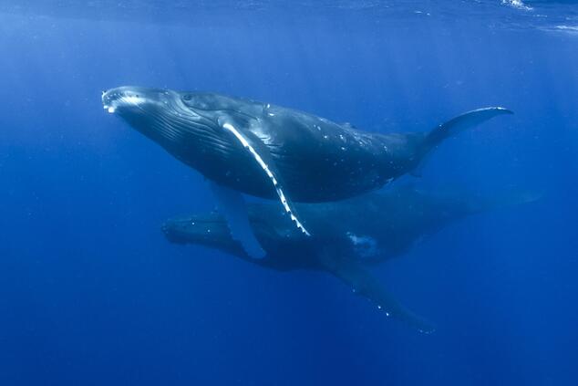 rorqual Wal ofer ketter