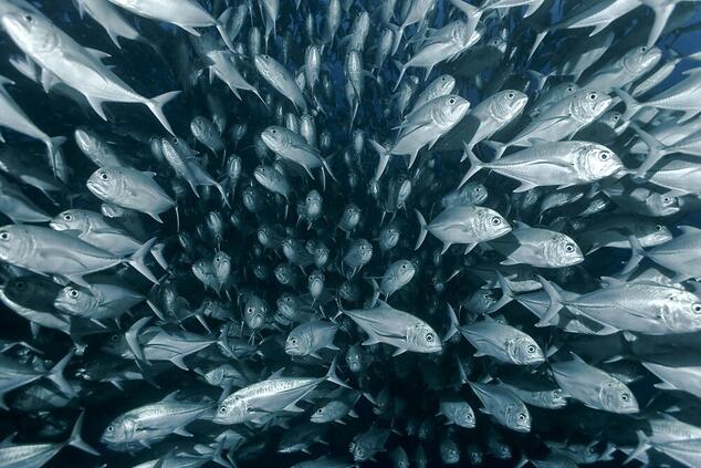 kokosnuss Insel Fisch ofer ketter.