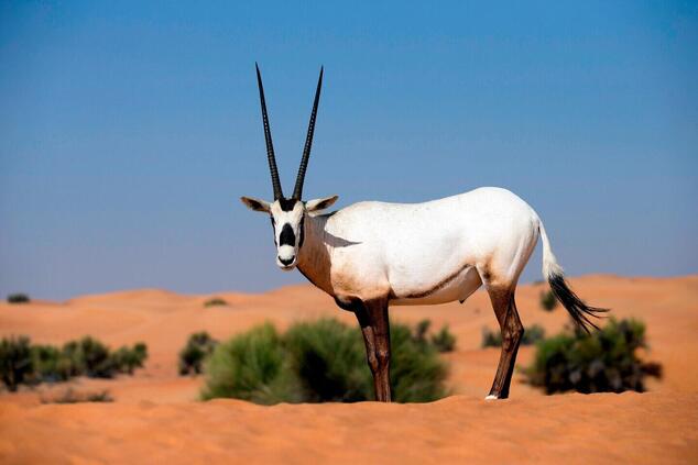 Die arabische Oryxantilope ist eine der Arten, die wir während unserer Safari gesehen haben. luxus 4x4 Wüstensafari Dubai