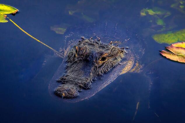 Die Everglades sind der einzige Ort auf der Welt, an dem Alligatoren und Krokodile in denselben Gewässern zusammenleben. Foto: Sterlinglanier. everglades national park vereinigte staaten