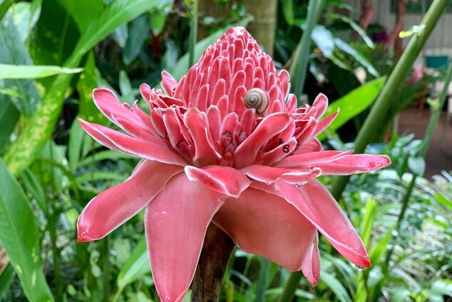 Blumen wie diese füllen Maukes Garteninsel mit Farbe. Foto: Daniel Collado. lujp kochinseln aitutaki reise