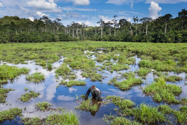 Drei Naturparks im Kongo können zur Beobachtung von Gorillas betreten werden. Foto: Scott Ramsay. gorillas kongo afrika