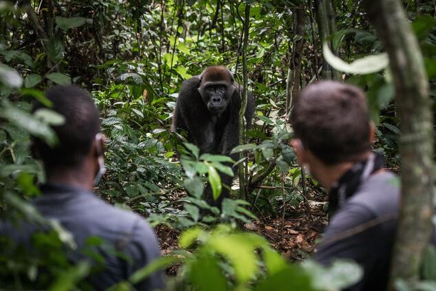 Ein unvergessliches Trekking mit einem Blick auf die Gorillas. Foto: Scott Ramsay. gorillatrekking kongo afrika