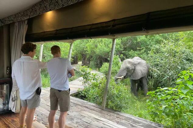 In einigen Lodges, wie dieser in Botswana, kommen die Dickhäuter den Menschen sehr nahe. Foto: Great Plains.
