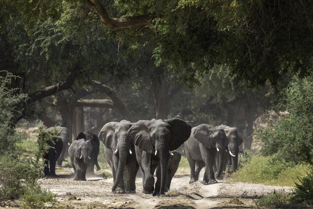 Elefanten sind auf der Suche nach Wasserstellen und grünen Flächen zum Fressen. Damaraland. Foto: Wilderness Safaris