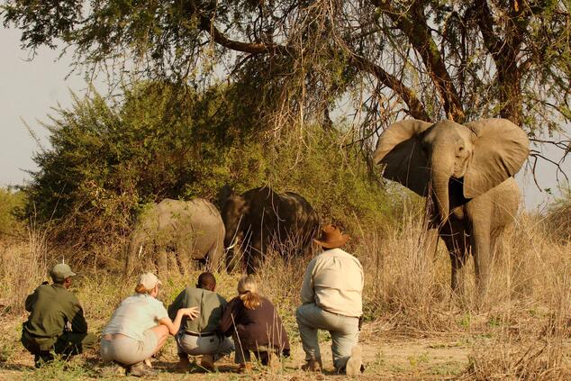 Eine Wandersafari in South Luangwa erfordert viel Geduld und Ausdauer. Foto: Norman Carr