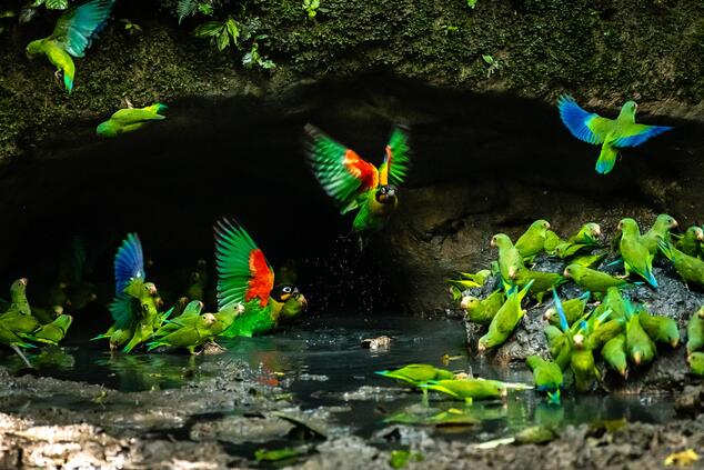 Der Yasuní-Nationalpark ist das größte geschützte Paradies Ecuadors. Wildtiere in der Umgebung der Gemeinde