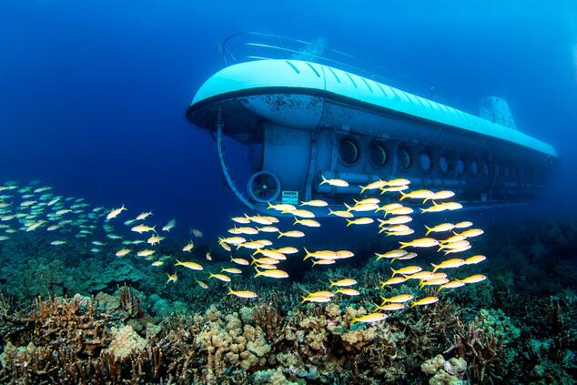 Das Unternehmen Atlantis bietet Tauchen auf Hawaii und in der Karibik an. Foto: Atlantis. Unterwasser-Safari