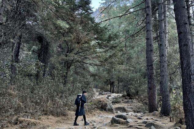Ein Weg, der sich durch Wurzeln und Berge schlängelt; in Bhutan erinnert jeder Schritt an Introspektion und den spirituellen Puls des Himalaya.