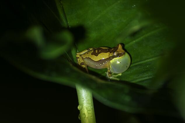 Frosch im Regenerationsteich