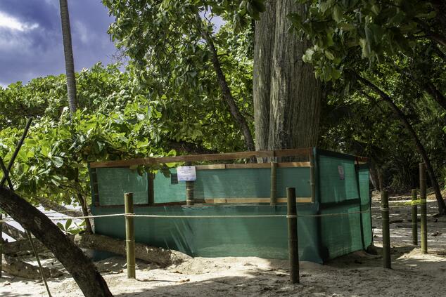 Schildkröten-Kindergarten