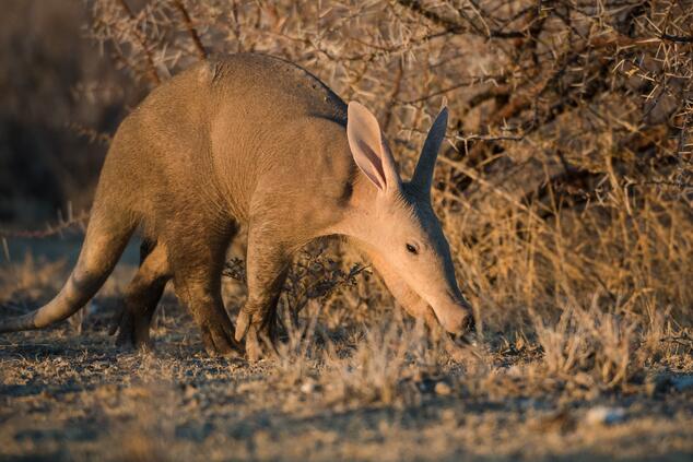 Aardvak in Etosha. Es ist ein ziemlich eigenartiges und einzigartiges Tier: Es ist das einzige lebende Mitglied seiner taxonomischen Ordnung, der Tubulidentata, was es zu einem echten "Sonderling" im Tierreich macht. Erdferkel Namibia Etosha. Safari Namibia.