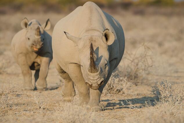 Ein Spitzmaulnashornweibchen und sein Kalb bewegen sich vorsichtig über die trockenen Ebenen von Etoscha, stille Sinnbilder einer Art, die ums Überleben kämpft. Spitzmaulnashorn Namibia Etosha. Safari Namibia.