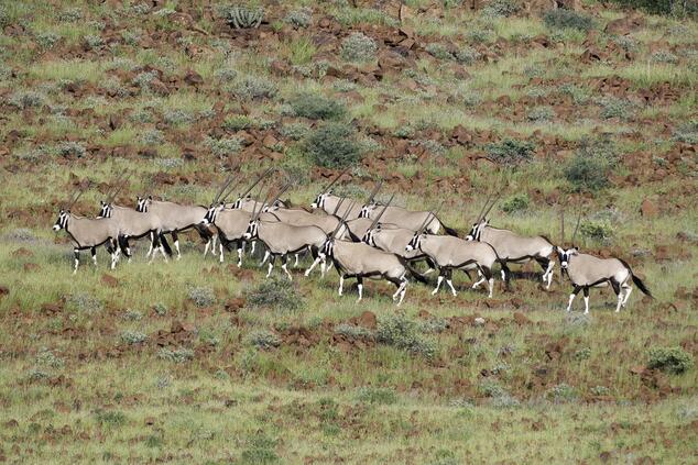 Oryx im Damaraland. Safari Namibia.