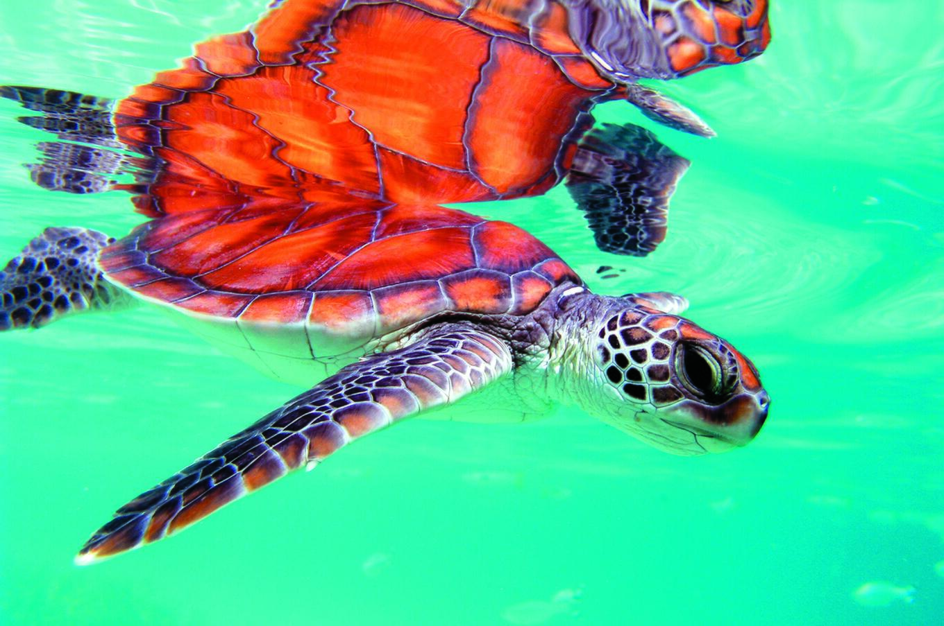 abgelegene Luxusreisen Polynesien Tauchen Schildkröten.