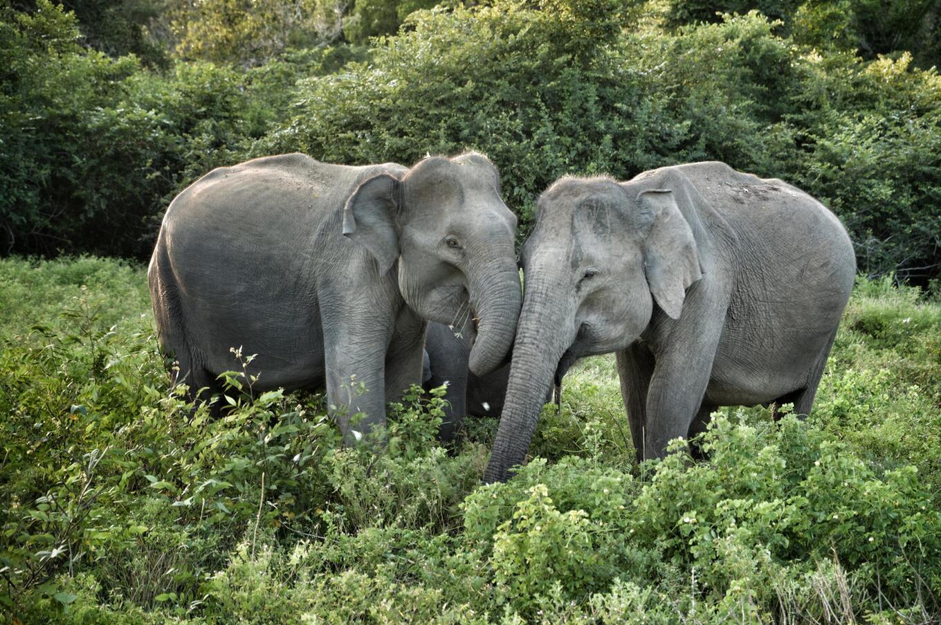 luxusreisen sri lanka insel natursafari safari yala nationalpark elefanten