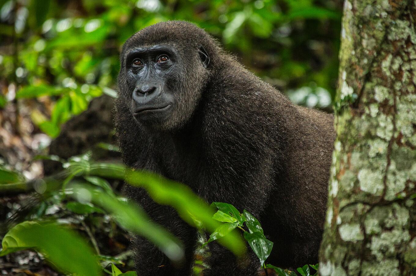 Talgorillas unterscheiden sich morphologisch von ihren Bergverwandten luxus-Trekkingreise Gorillatal Gorilla Afrika